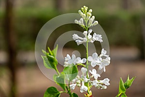 ä¸­å›½å…¬å›­ä¸é¦™èŠ± Lilac flowers in Chinese parks